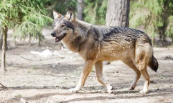 Охота на Браславских озерах: волк
